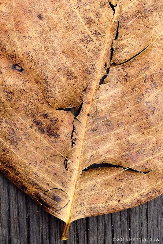 iPhone Photography - Dried Leaf