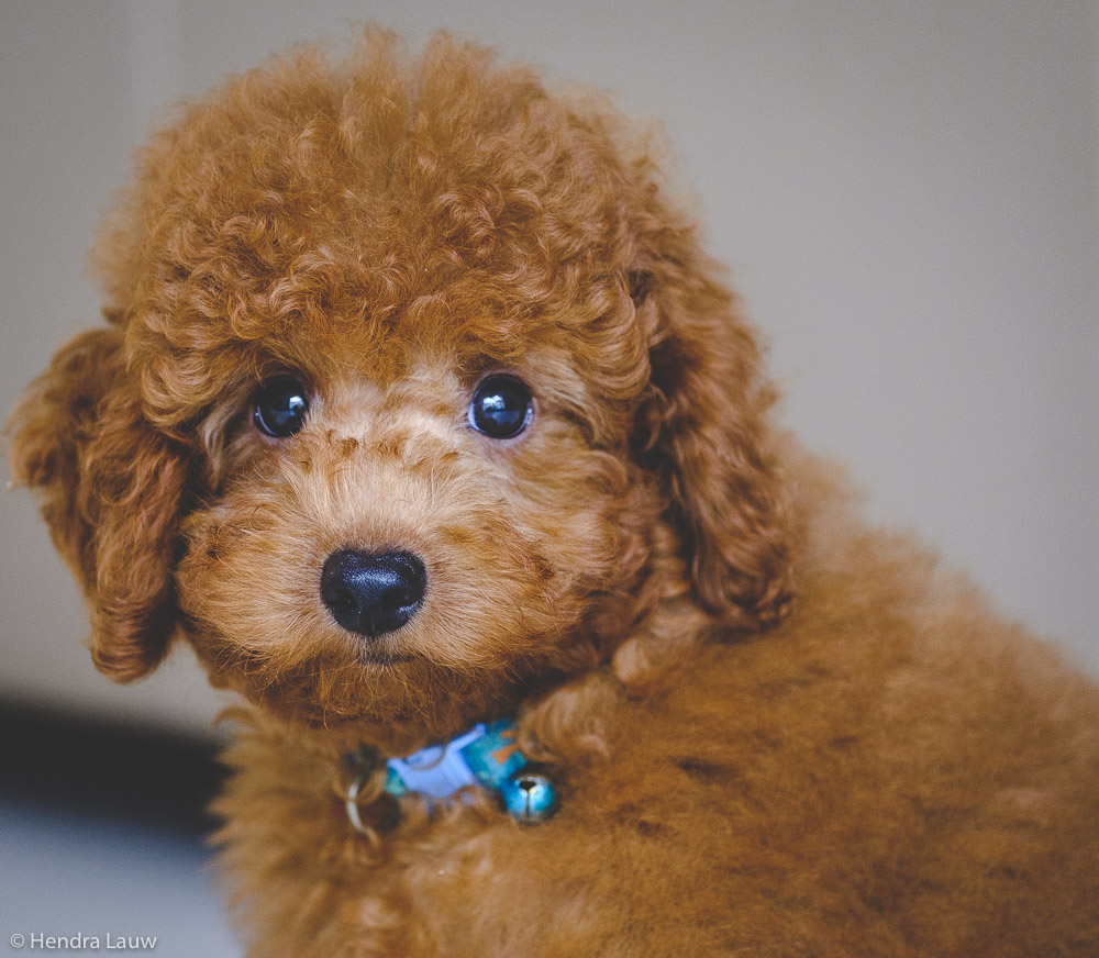 A toy poodle by Hendra Lauw