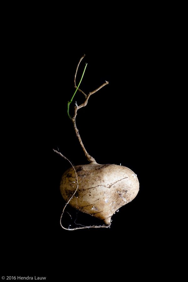 Still life photography by Hendra Lauw - a turnip #1