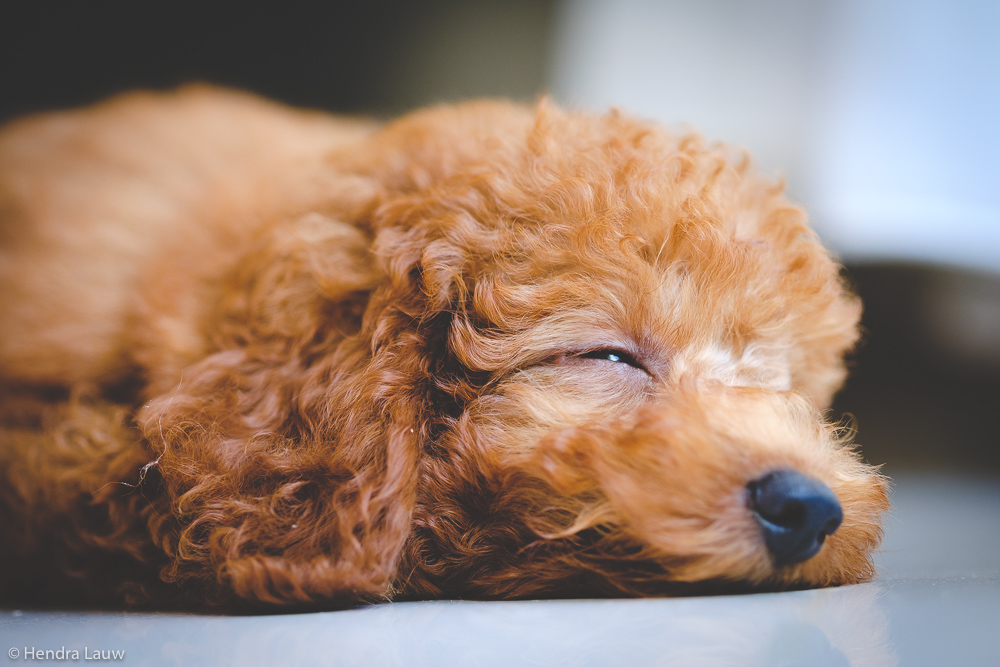 Poodle - pet photography