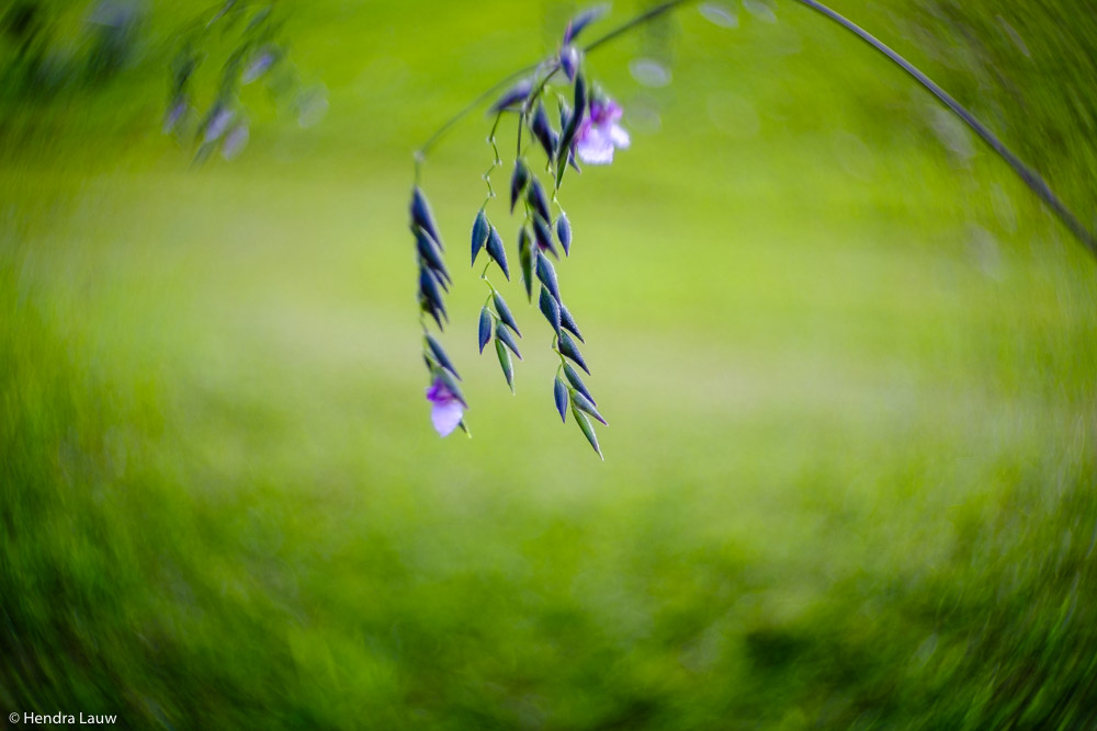 Swirly bokeh Petzval lens