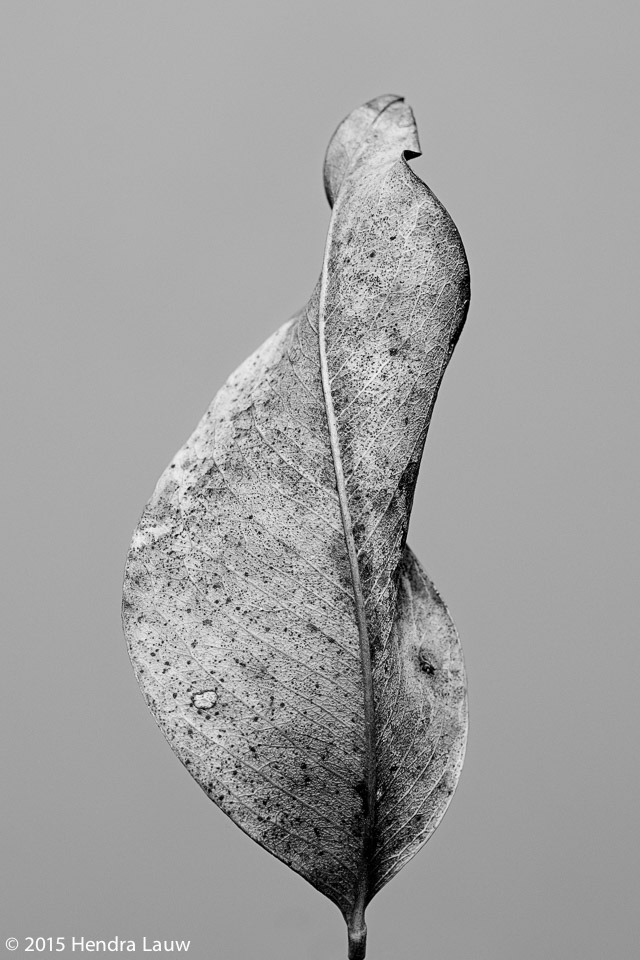 Dry Leaf - Photography by Hendra Lauw